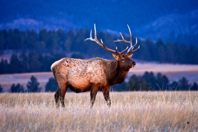 For Kids: Wildlife of South Dakota