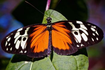 The Tiger Longwing is just one of nearly one thousand butterfly species at Sertoma.