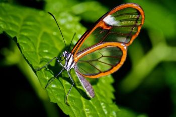 This Glasswing is native to Central and South America.