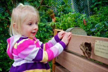 Two-year-old Shelby encounters an Owl butterfly.