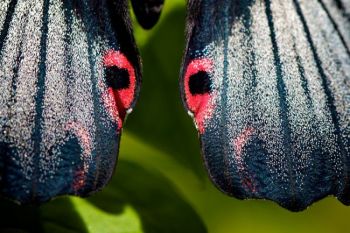 The colorful spots on its wings mimic eyes to scare off predators.