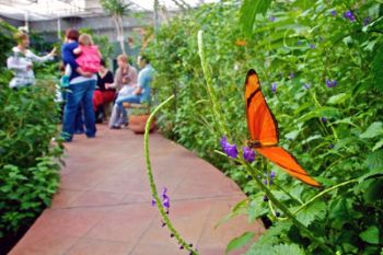 A Julia butterfly feeding while visitors relax on viewing bench.