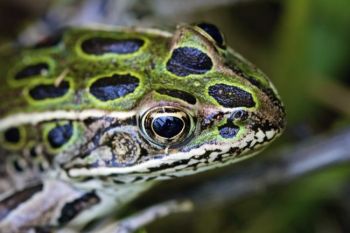 This leopard frog permitted an up-close and personal portrait.