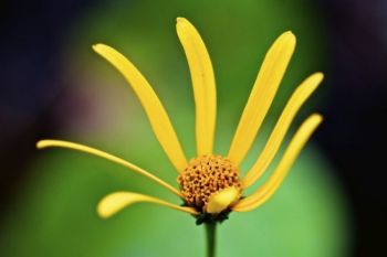 A yellow coneflower in the woods.