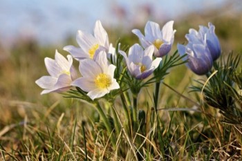 A cluster of pasqueflowers in McCook County.