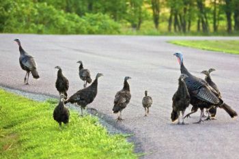 A family of wild turkeys greeted me on the park roads just after sunup on a recent visit.