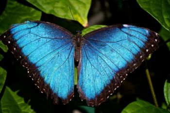 An iridescent Blue Morpho butterfly.