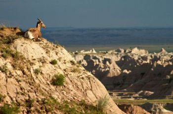 A bighorn ewe looks out over the Badlands Northern Unit.