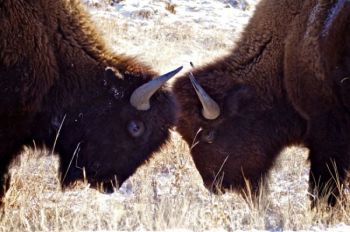 Young bison playfully butt heads.