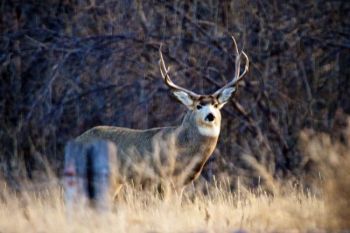 A nice buck emerged from trees flanking the Bad River about a half hour before sunset in late November.