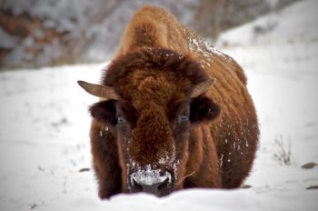 A bison cow near Highway 87 in Wind Cave Park's southern portion.