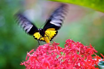 A yellow bodied butterfly dining on red flowers.