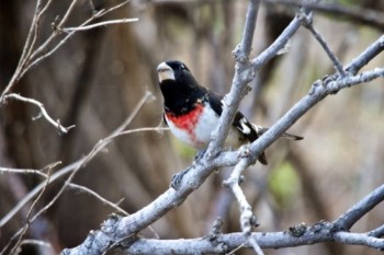 This Red-breasted grosbeak watches from his twiggy vantage point.