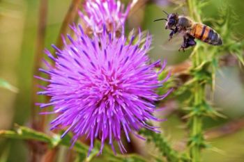 A honey bee comes in for a landing on a thistle flower.