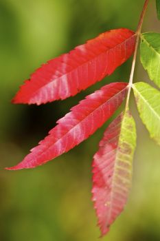 Sumac leaves are beginning to turn red along the edges of the wooded hillsides.