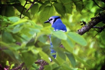 A bright Blue Jay peeks out from the leaves.