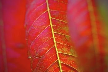 Detail of a backlit sumac leaf.
