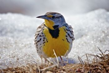 A meadowlark by the side of a Moody County road on April 13, 2013. Click to enlarge photos.
