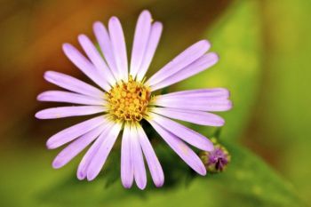 This aromatic aster grows along the Aspen Spring trail.