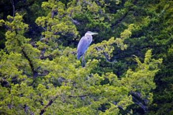 A Great Blue Heron rests in a tree overlooking Lake Alvin's southern shore.