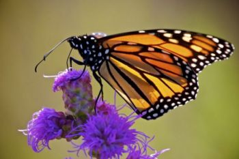 A Monarch dines on an ironweed flower.