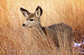 Tall grass partially hides this mule deer fawn.