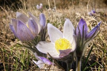 Pasqueflowers from the spring of 2010.