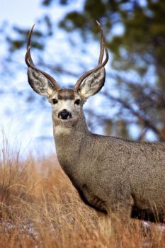 Portrait of a mule deer as a young buck.