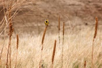 This meadowlark favored the scenery at the Badlands South Unit near Sheep Mountain Table.