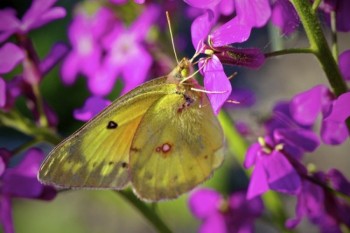 A Clouded Sulphur Butterfly visits some purple phlox.