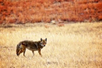 This lone coyote hunts along the edge of a Wind Cave Park prairie dog town.