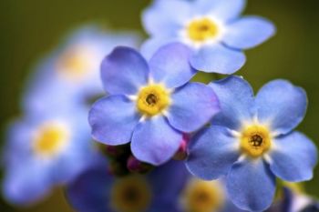 Forget-me-nots blooming along Spearfish Creek's edge.
