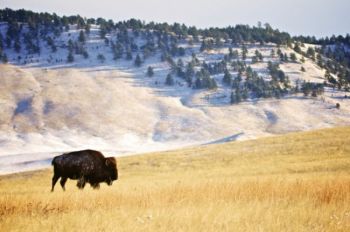 A stately bison bull on a crisp winter morning.