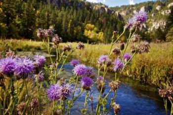 The last of summer's blooming thistle along the banks of Little Spearfish Creek.