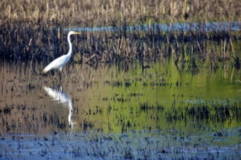 A Great Egret on Mud Lake.