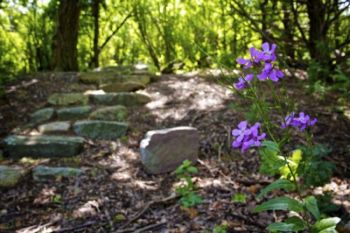 Purple rockets and a stone stairway mark the way to a hiking trail.