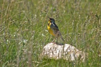A Wind Cave National Park meadowlark in full song.