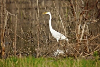 Another egret stands watchfully.