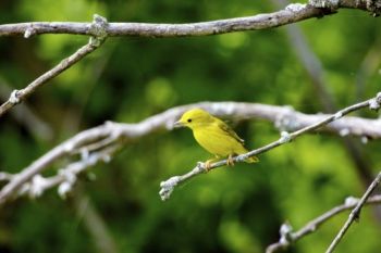 A Yellow Warbler with a strand of cobweb. Will it become part of his nest?