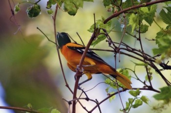 A Baltimore Oriole perches among the leaves.