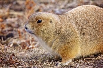 A brave prairie dog forages along the border of Custer State Park and Wind Cave National Park.