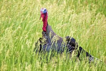 A Wild Turkey Gobbler lurks in the tall grass of a nearby pasture.