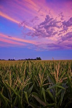 Post-sunset color above a cornfield in Minnehaha County.