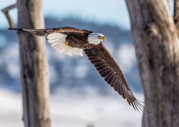 About 300 bald eagles spend the winter in South Dakota along the Missouri River or in the Black Hills. Photo by Harlan Humphrey. 