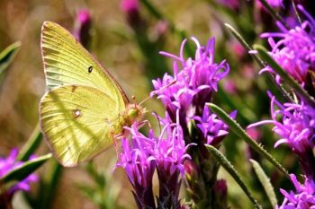 A common clouded yellow butterfly dining on the gayfeathers.