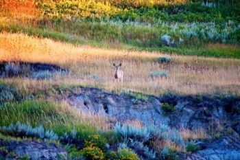 Morning light and shadows surround this yearling deer just to the south of the Grand River.