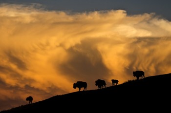 Sunset silhouettes buffalo against a building thunderhead on
Ted Turner's Bad River Ranch.  Photo by Chad Coppess / S.D. Tourism.