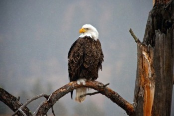 Bald eagle on the border of Custer State Park and Wind Cave National Park.