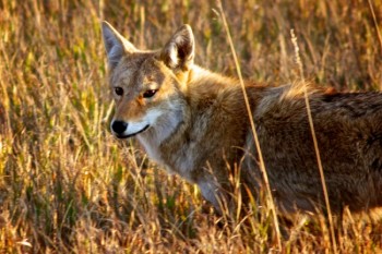 Coyote along Badlands National Park road.