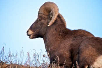 Bighorn ram near Panorama Point viewpoint in Badlands National Park.